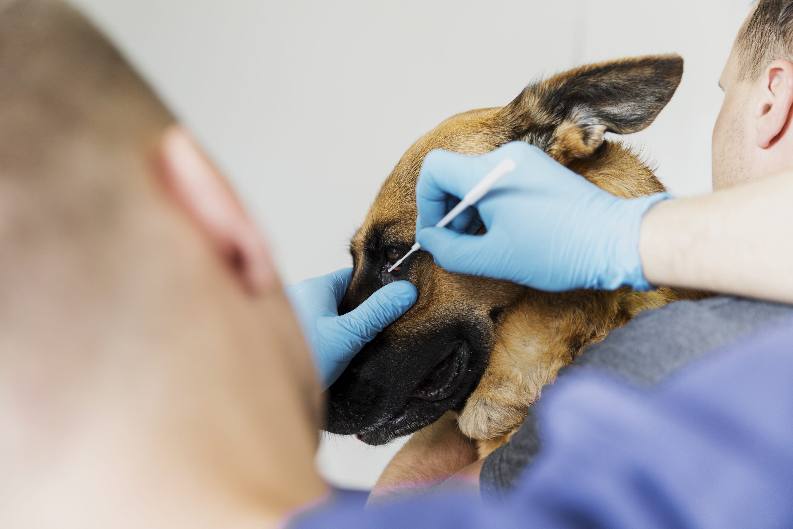 oftalmologia-veterinaria-en-griñon