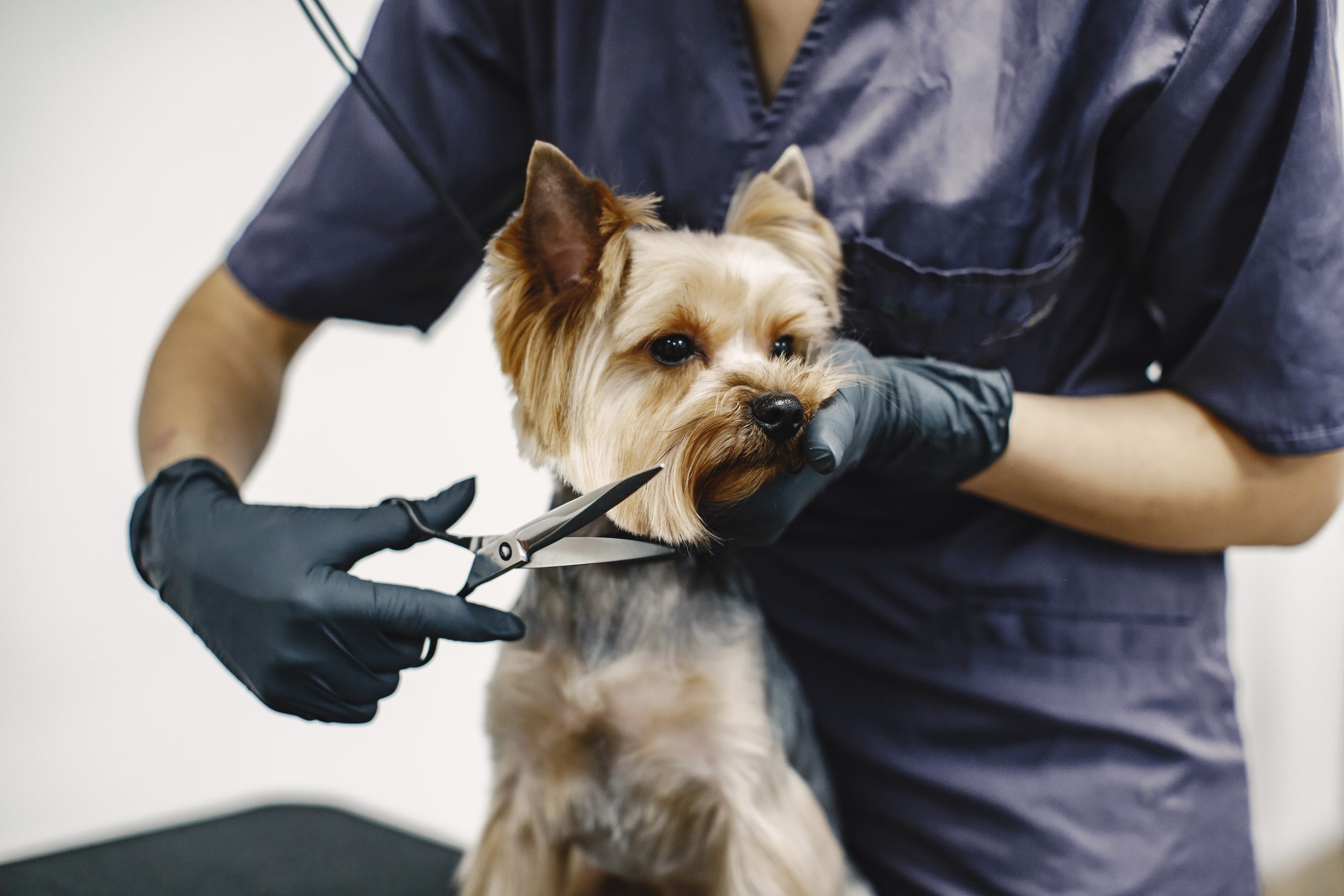 peluqueria-veterinaria-en-griñon