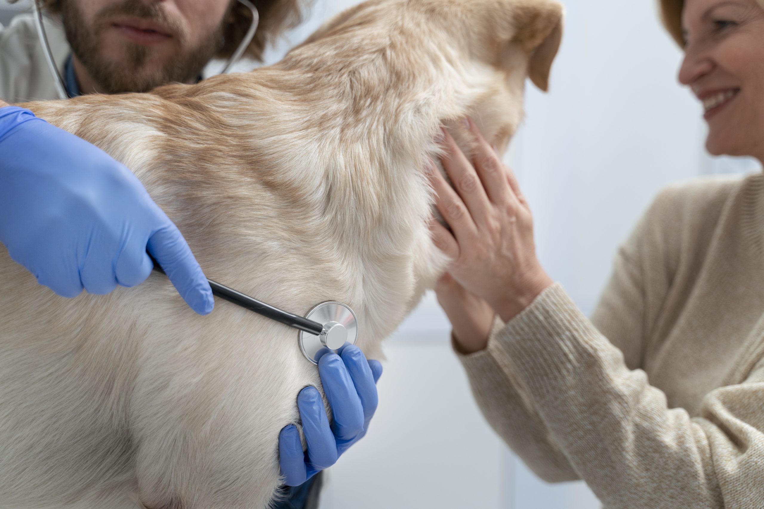 servicio-veterinario-a-domicilio-en-griñon