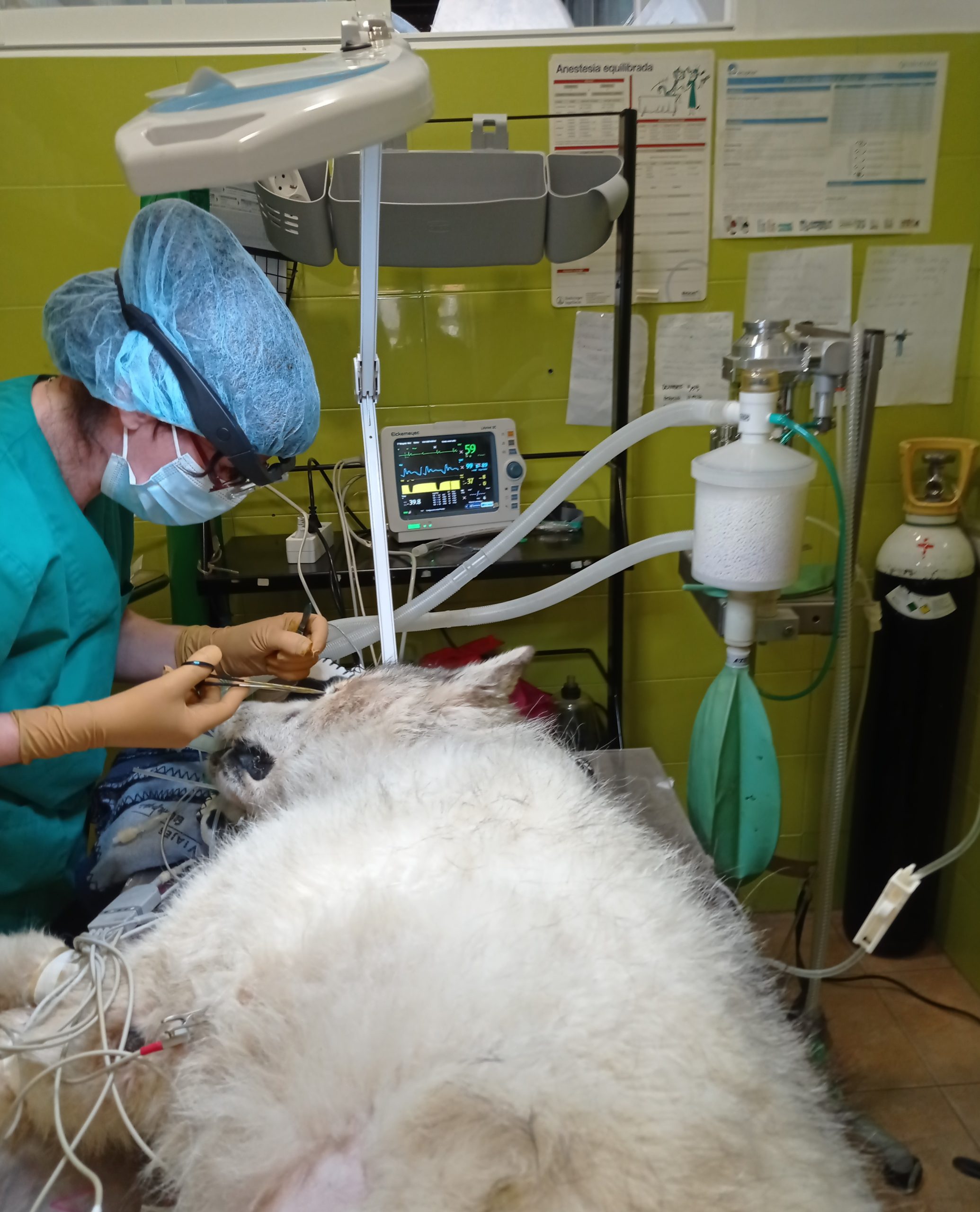 servicios-veterinarios-clinica-veterinaria-griñon