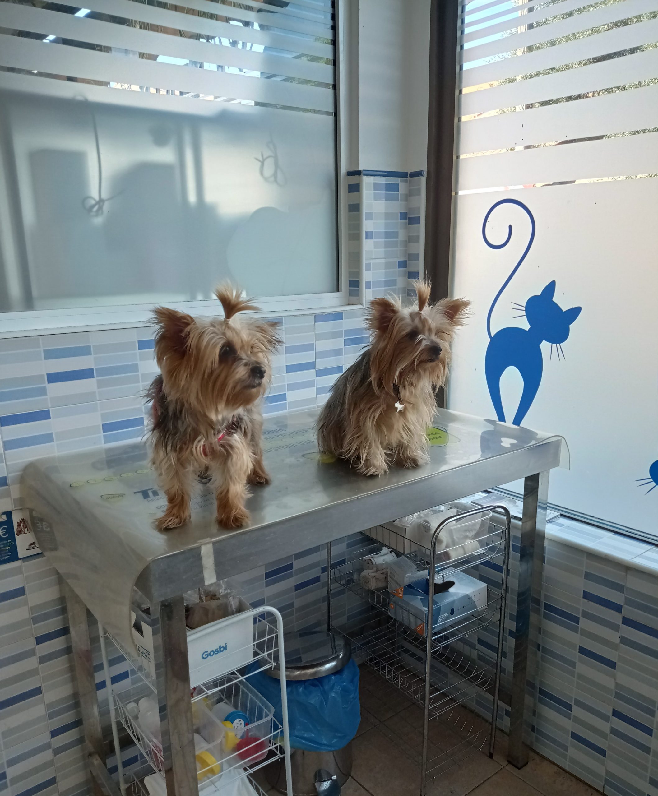 formulario-contacto-clinica-veterinaria-en-griñon